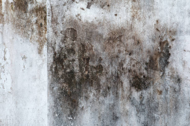 Best Emergency Mold Remediation  in College Park, GA
