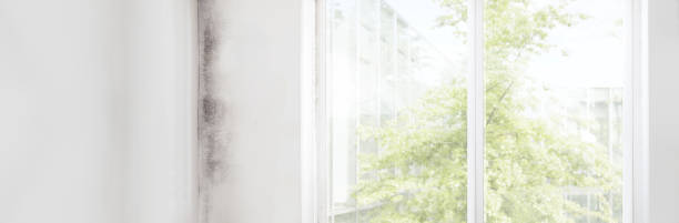 Best Basement Mold Removal  in College Park, GA