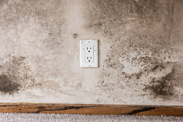 Best Mold Remediation for Healthcare Facilities  in College Park, GA